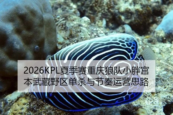 2026KPL夏季赛重庆狼队小胖宫本武藏野区单杀与节奏运营思路
